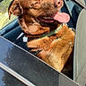 Roméo a rejoint le concours — aidez-le/la à gagner de superbes lots ! dog, brown_dog, pet, animal, car, car_window, road_trip, outdoor, sunlight, tongue, open_mouth, happy, smiling, collar, harness, fur, portrait, close_up, street, vehicle