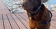 Roméo a rejoint le concours — aidez-le/la à gagner de superbes lots ! dog, brown_dog, pet, canine, collar, harness, outdoor, seaside, waterfront, boardwalk, rock, marina, coastline, hillside, buildings, sky, clouds, portrait, standing, travel