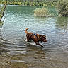 Roméo participe au concours pour gagner de l'argent avec cette photo : dog, brown_dog, pet, animal, lake, water, swimming, splashing, outdoors, nature, landscape, forested_hills, mountains, shoreline, trees, leaves, rocks, ripples, harness, summer