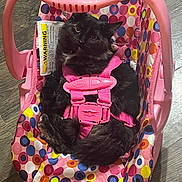 Socks joined the competition — help win amazing prizes! cat, black_cat, baby_car_seat, pink, colorful, patterned, straps, indoor, floor, wood_floor, pet, animal, cute, feline, resting, comfort, domestic, fur, looking_up, curious