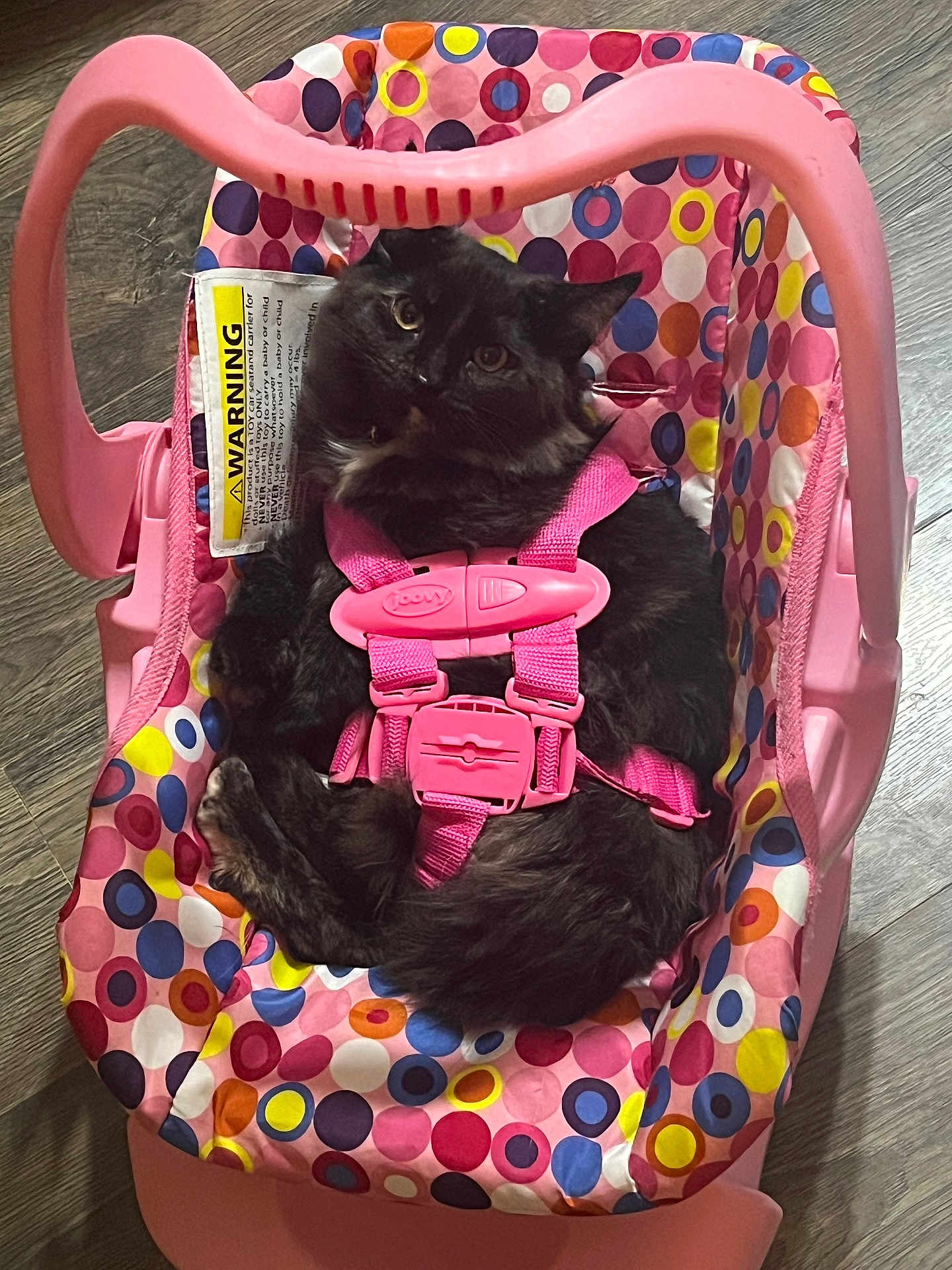 Socks joined the competition — help win amazing prizes! cat, black_cat, baby_car_seat, pink, colorful, patterned, straps, indoor, floor, wood_floor, pet, animal, cute, feline, resting, comfort, domestic, fur, looking_up, curious