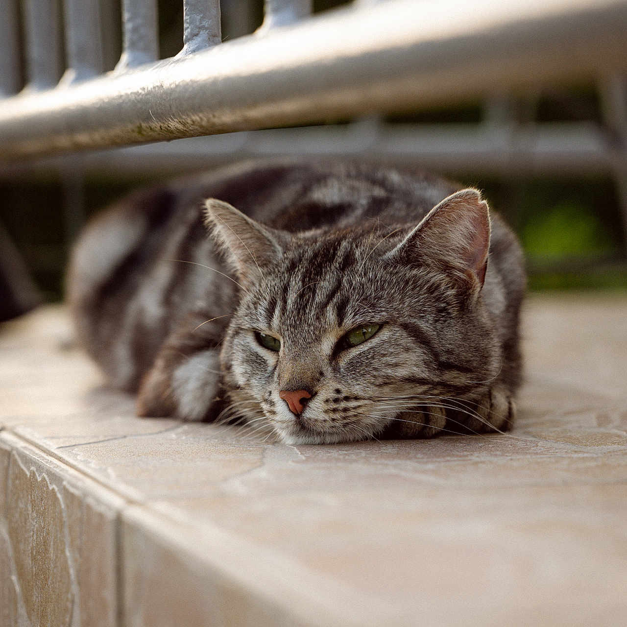Romy participe au concours pour gagner de l'argent avec cette photo : animal, calm, cat, closeup, daylight, feline, fur, green_eyes, lounging, metal_railing, nature, outdoor, pet, relaxed, resting, shallow_depth_of_field, sleepy, tabby_cat, tiled_surface, whiskers