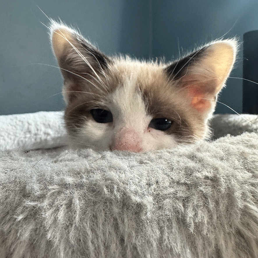 Rodney is registered to the contest to win money with this photo: kitten, cat, animal, pet, fur, ears, face, blanket, cozy, sleepy, indoor, soft, cute, closeup, resting, feline, young, mammal, whiskers, relaxing