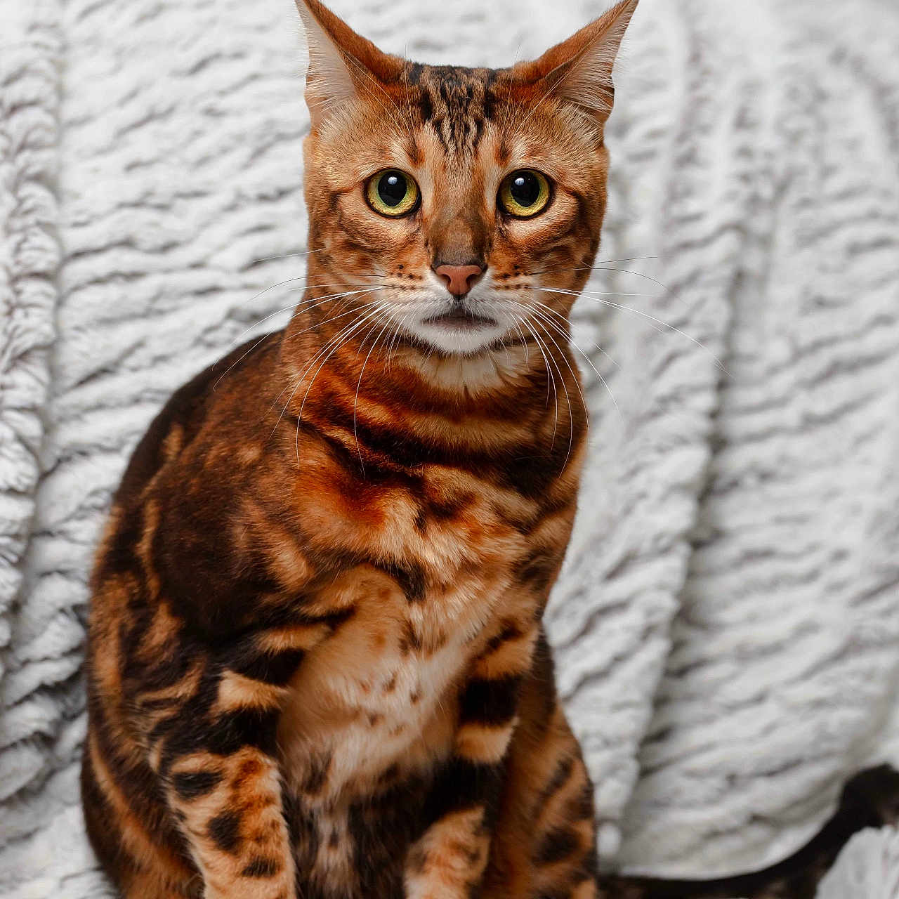 Bella participe au concours pour gagner de l'argent avec cette photo : abyssinian, animal, blanket, cat, egyptiancat, kitten, manx, pet