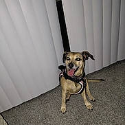 Rosie is registered to the contest to win money with this photo: animal, black_and_tan, brown_fur, canine, carpet, collar, companion, dog, flash_photography, floppy_ears, happy, harness, home, indoor, pet, portrait, sitting, tongue_out, vertical_blinds, window