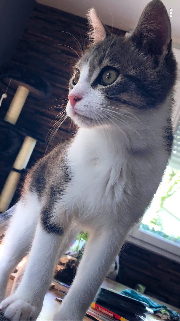 Néo a rejoint le concours — aidez-le/la à gagner de superbes lots ! aegean_cat, cat, cat_like_mammal, domestic_short_haired_cat, european_shorthair, eye, fauna, fur, kitten, small_to_medium_sized_cats, snout, whiskers