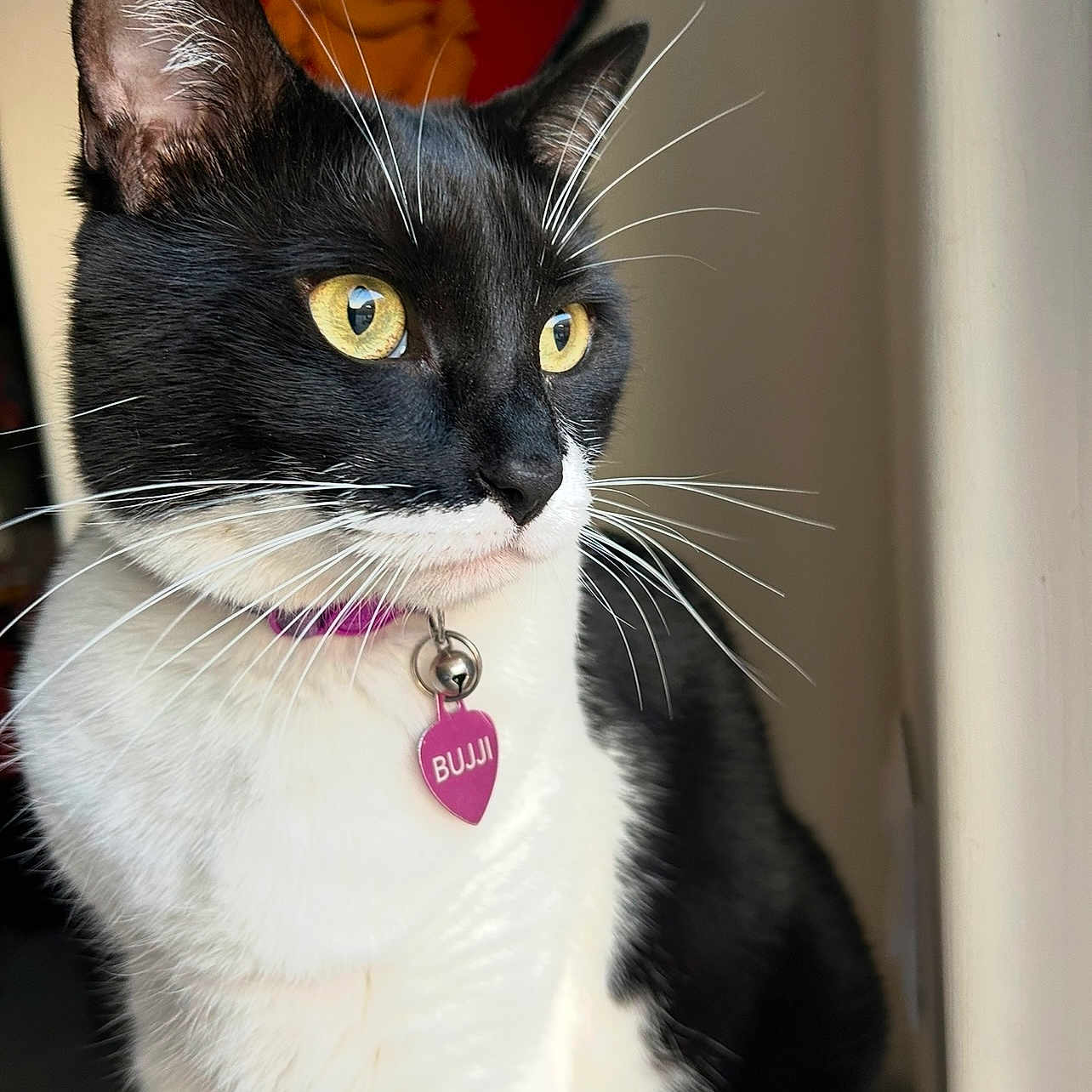 Bujji is registered to the contest to win money with this photo: animal, artwork_background, black_and_white, cat, close_up, collar, curious, domestic, feline, fur, home, indoor, looking_away, pet, portrait, soft_light, tag, whiskers, window_light, yellow_eyes