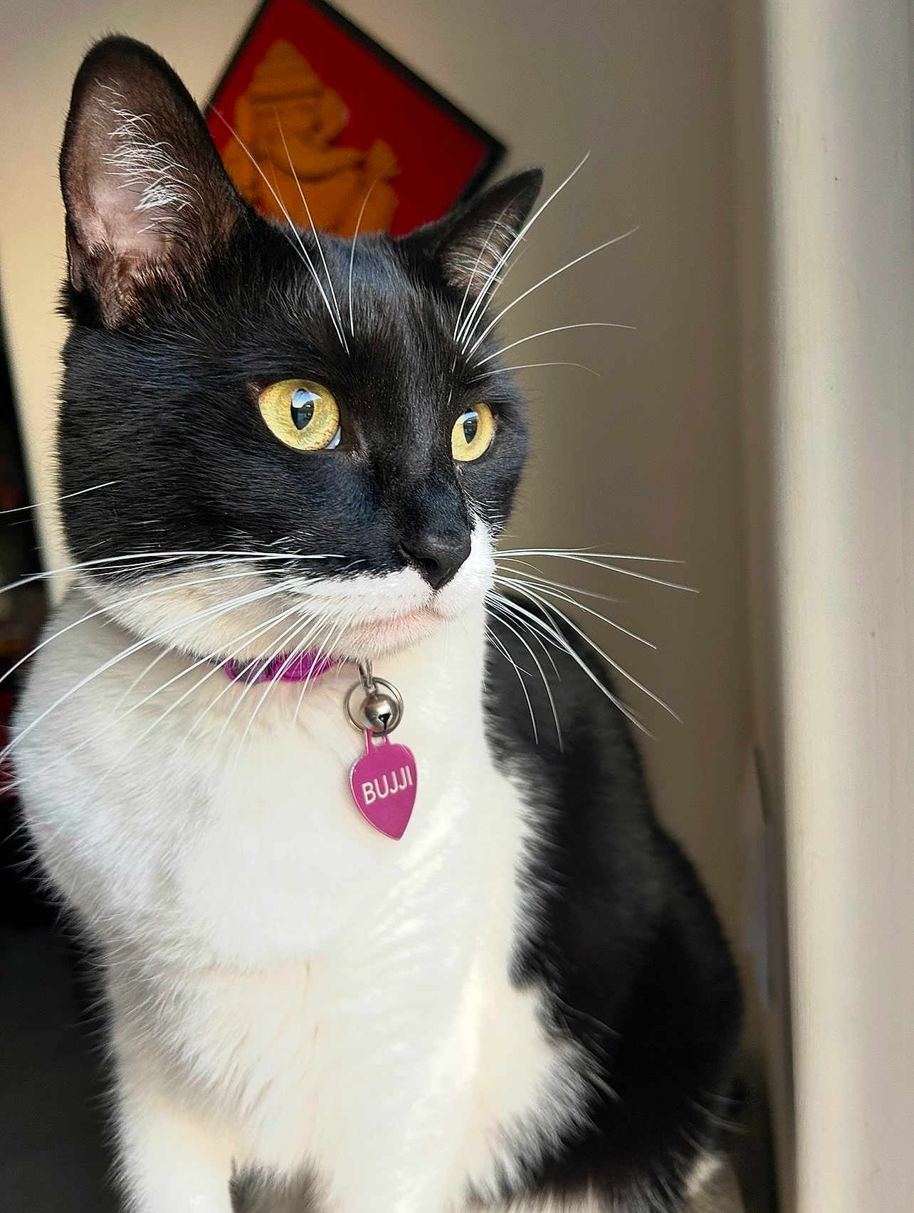 Bujji is registered to the contest to win money with this photo: cat, black_and_white, yellow_eyes, whiskers, collar, tag, indoor, window_light, portrait, pet, feline, fur, close_up, home, curious, animal, domestic, looking_away, soft_light, artwork_background