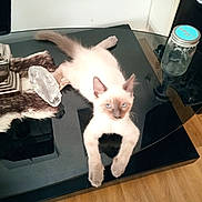 Boston a rejoint le concours — aidez-le/la à gagner de superbes lots ! kitten, cat, siamese, table, glass_table, paw, stretching, indoor, floor, wood_floor, jar, decor, curious, pet, animal, feline, household, relaxed, young, mischievous