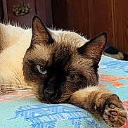 Halo is registered to the contest to win money with this photo: animal, blanket, cat, closeup, colorful, cute, domestic_cat, ears, feline, fur, indoor, mammal, paw, pet, relaxed, resting, siamese_cat, sleepy, whiskers, wooden_background