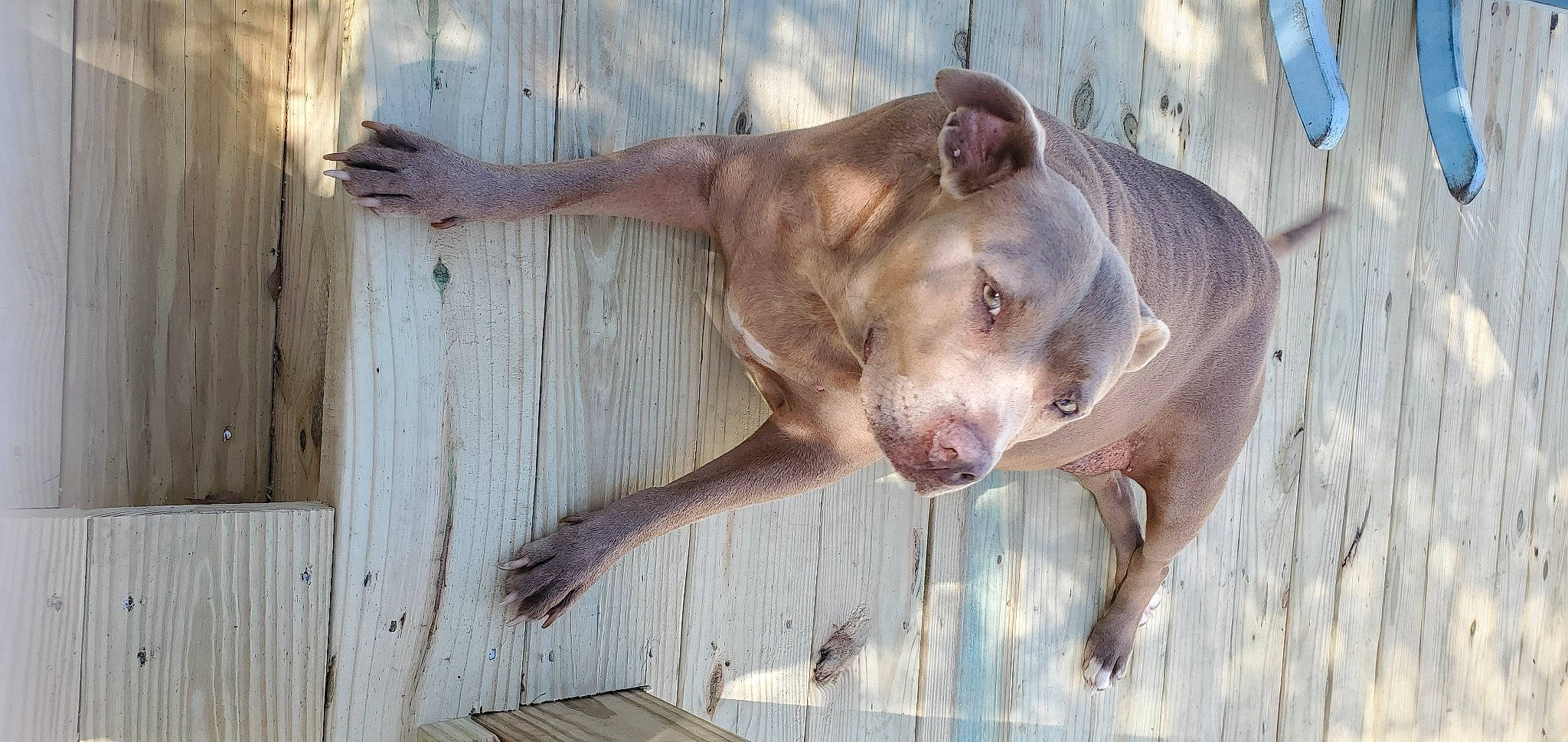 Rayne joined the competition — help win amazing prizes! canidae, carnivore, dog, dog_breed, fang, fawn, flesh, hardwood, jaw, liver, non_sporting_group, paw, snout, sporting_group, tail, terrestrial_animal, water, whiskers, wildlife, wood