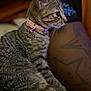 cat, kitten, tabby, collar, bell, pet, feline, animal, closeup, side_profile, fur, tattoo, human_arm, indoor, curious, sitting, soft_lighting, focus, domestic_animal, cute