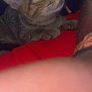 Kali Nova Cox is registered to the contest to win money with this photo: cat, kitten, tabby, pet, animal, feline, closeup, indoor, curious, paws, red_cloth, tattoo, human_arm, whiskers, ears, face, eyes, fur, resting, cozy