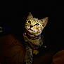 Kali Nova Cox joined the competition — help win amazing prizes! cat, tabby, pet, animal, feline, collar, indoor, dark_background, curious, paw, whiskers, portrait, closeup, soft_light, cute, mammal, alert, young_cat, domestic_cat, focused