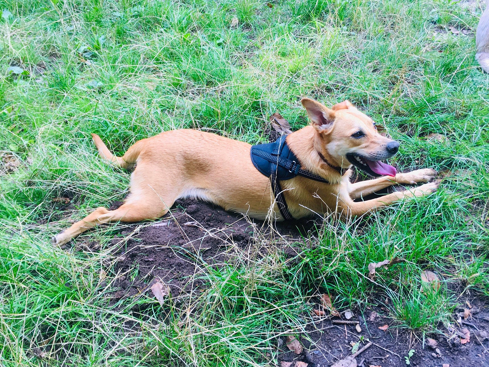 Thylia participe au concours pour gagner de l'argent avec cette photo : black_mouth_cur, canidae, carnivore, carolina_dog, dog, dog_breed, fawn, grass, hunting_dog, mammal, mountain_cur, pariah_dog, sporting_group, vertebrate, working_dog