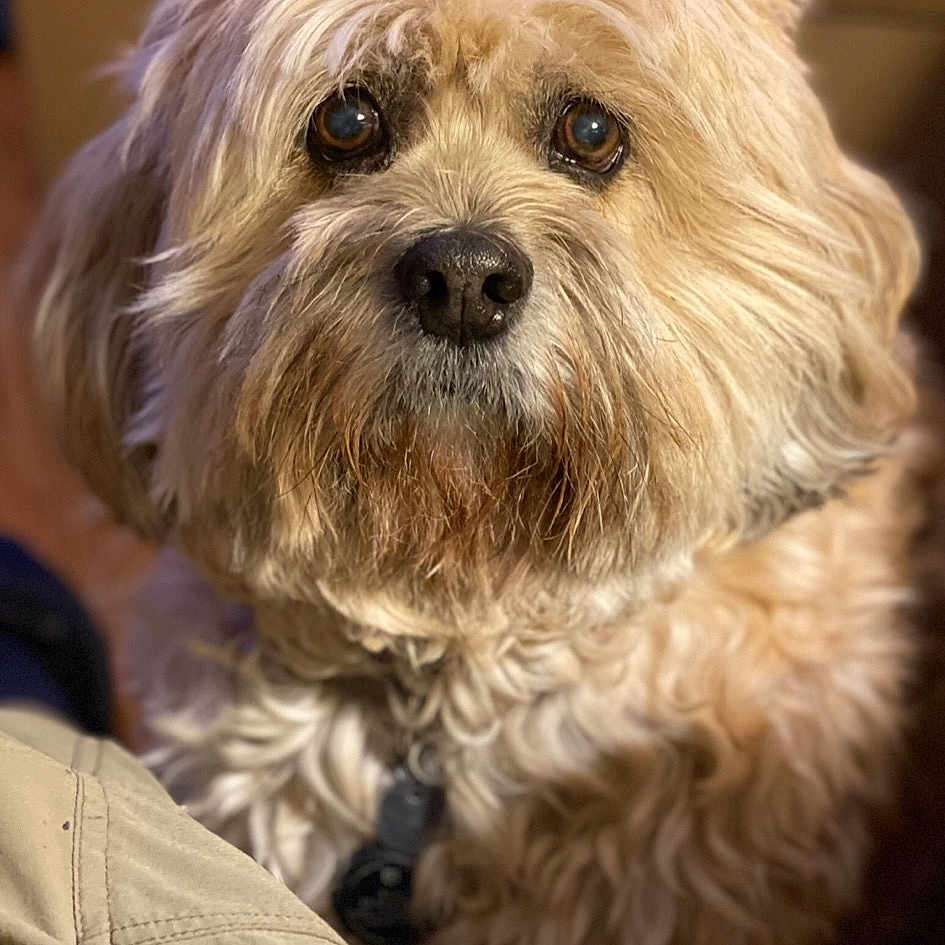 Bruno