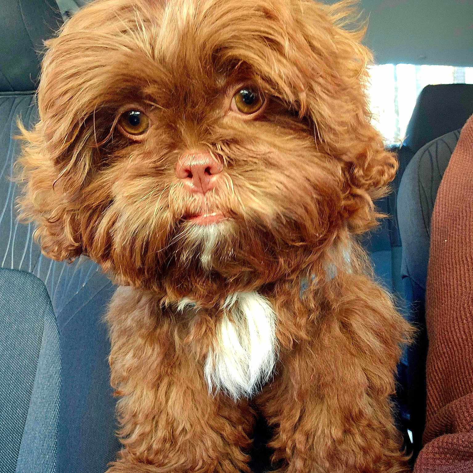 Jimmi Chew joined the competition — help win amazing prizes! adorable, animal, brown, car, companion, curly_fur, cute, dog, eyes, fluffy, fur, indoors, mammal, nose, paws, pet, portrait, seat, small_dog, white_patch