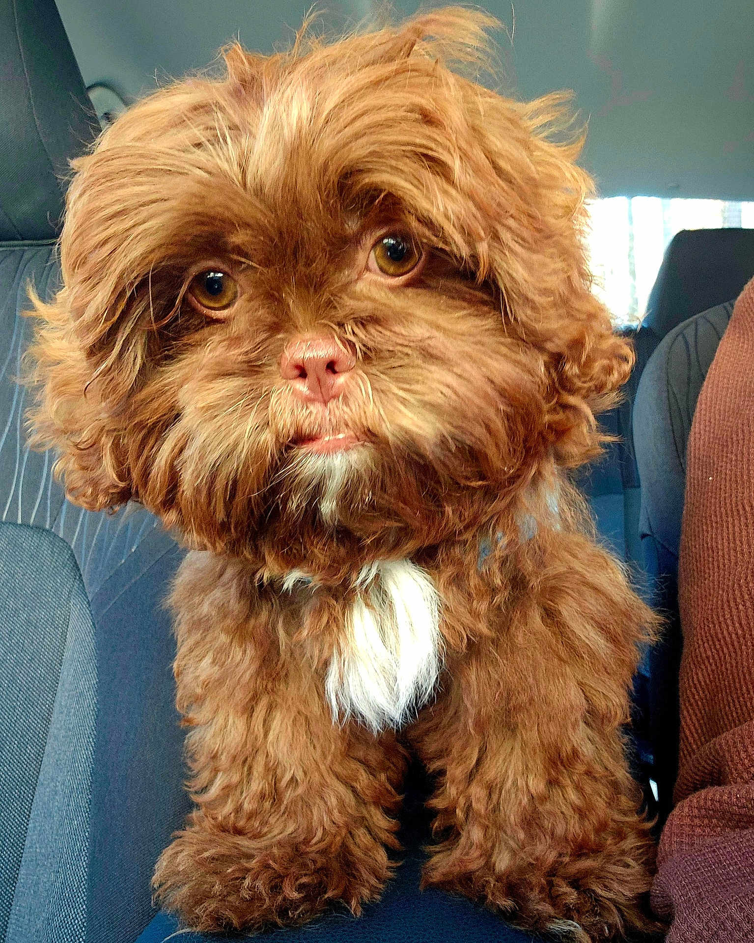 Jimmi Chew joined the competition — help win amazing prizes! dog, brown, fluffy, car, seat, pet, cute, fur, white_patch, indoors, animal, portrait, companion, mammal, nose, eyes, paws, small_dog, curly_fur, adorable