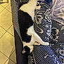 Pina a rejoint le concours — aidez-le/la à gagner de superbes lots ! cat, black_and_white_cat, sleeping, couch, patterned_fabric, floral_pattern, geometric_pattern, indoor, cozy, pet, animal, relaxed, paw, fur, whiskers, tile_floor, blanket, resting, domestic_cat, feline