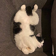 Pina participe au concours pour gagner de l'argent avec cette photo : cat, black_and_white_cat, sleeping, relaxed, chair, furniture, indoor, pet, cozy, fur, whiskers, paws, cute, animal, mammal, resting, domestic_cat, soft, curled_paws, peaceful