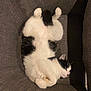 cat, black_and_white_cat, sleeping, relaxed, chair, furniture, indoor, pet, cozy, fur, whiskers, paws, cute, animal, mammal, resting, domestic_cat, soft, curled_paws, peaceful