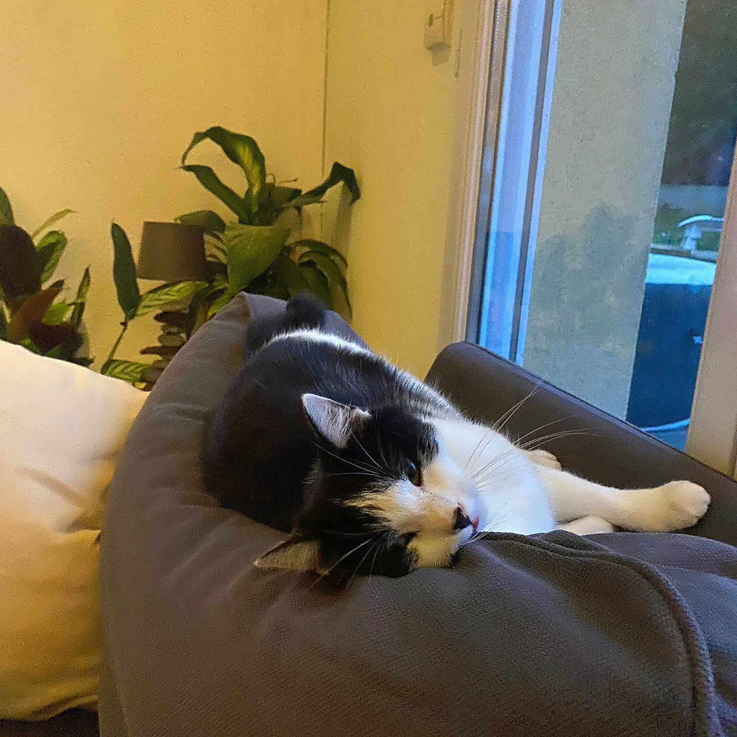 Pina participe au concours pour gagner de l'argent avec cette photo : black_and_white, cat, comfortable, couch, cozy, daylight, domestic_animal, feline, fur, home, houseplant, indoor, living_room, pet, plant, relaxed, resting, sleepy, whiskers, window