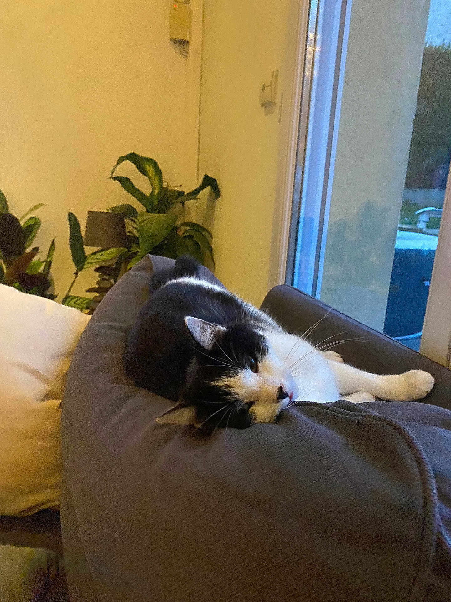Pina participe au concours pour gagner de l'argent avec cette photo : cat, black_and_white, indoor, couch, plant, window, relaxed, sleepy, pet, feline, home, living_room, cozy, resting, fur, whiskers, domestic_animal, comfortable, houseplant, daylight