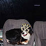 India participe au concours pour gagner de l'argent avec cette photo : dog, glasses, crown, chair, gray_chair, indoor, pet, black_and_white_dog, smiling_dog, furniture, television, celebration, costume, happy, cute, domestic_animal, resting, living_room, accessory, funny