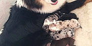 India a rejoint le concours — aidez-le/la à gagner de superbes lots ! dog, puppies, newborn, animal, mother, canine, black, white, brown, spotted, lying_down, resting, indoors, family, cute, fur, mammal, pet, sleeping, motherhood