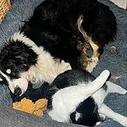 India participe au concours pour gagner de l'argent avec cette photo : dog, cat, pet, sleeping, stretching, black_and_white, furry, plush_bed, indoor, cozy, animal, resting, cute, companion, floor_tile, basket, toy, fur, relaxation, domestic