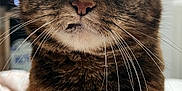 Meli participe au concours pour gagner de l'argent avec cette photo : cat, tabby, close_up, indoor, whiskers, fur, eyes, pet, animal, mammal, curious, portrait, feline, domestic_cat, cute, face, nose, ears, indoor_lighting, soft_background