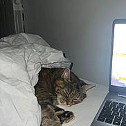 Meli participe au concours pour gagner de l'argent avec cette photo : cat, tabby, sleeping, blanket, bed, laptop, indoor, cozy, resting, fur, paw, electronics, device, home, relaxation, comfort, technology, quiet, peaceful, domestic