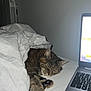 Meli participe au concours pour gagner de l'argent avec cette photo : bed, blanket, cat, comfort, cozy, device, domestic, electronics, fur, home, indoor, laptop, paw, peaceful, quiet, relaxation, resting, sleeping, tabby, technology