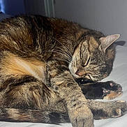 Meli participe au concours pour gagner de l'argent avec cette photo : animal, bed, cat, closeup, cozy, curled_up, cute, domestic_cat, feline, fur, indoor, paw, peaceful, pet, relaxed, resting, sleeping, soft_lighting, tabby_cat, whiskers