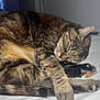 Meli participe au concours pour gagner de l'argent avec cette photo : cat, tabby_cat, sleeping, bed, fur, whiskers, paw, indoor, pet, animal, cozy, resting, domestic_cat, closeup, feline, cute, relaxed, soft_lighting, curled_up, peaceful