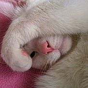 Smudge Creme joined the competition — help win amazing prizes! cat, white_cat, fluffy, sleeping, relaxed, upside_down, paw, pink_nose, whiskers, fur, pet, animal, close_up, portrait, indoors, blanket, pink_background, cute, peaceful, cozy