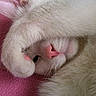 cat, white_cat, fluffy, sleeping, relaxed, upside_down, paw, pink_nose, whiskers, fur, pet, animal, close_up, portrait, indoors, blanket, pink_background, cute, peaceful, cozy