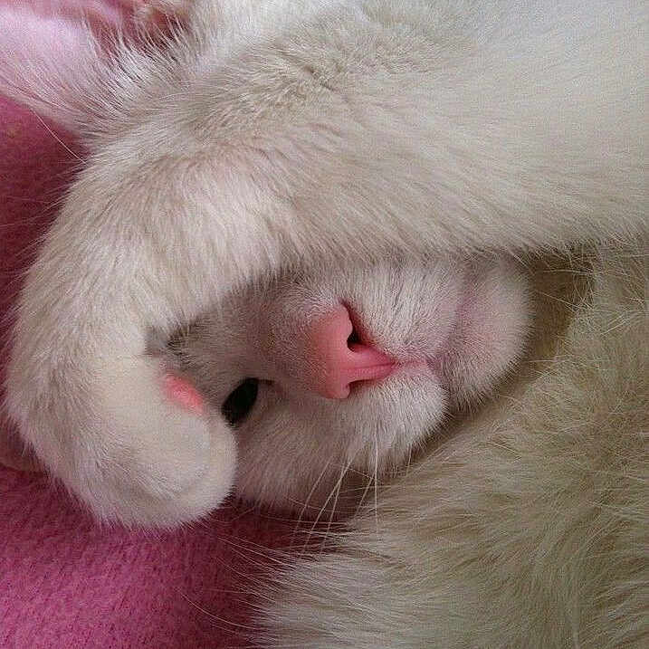 Smudge Creme