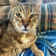 Micky is registered to the contest to win money with this photo: animal, blanket, cat, close_up, couch, cozy, domestic, feline, fur, green_eyes, indoor, patterned, pet, portrait, relaxed, resting, striped, tabby, warm_light, whiskers