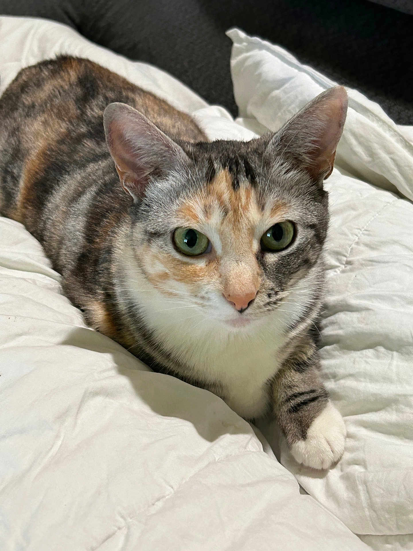 Trinity joined the competition — help win amazing prizes! cat, calico, pet, animal, fur, green_eyes, whiskers, ear, paw, blanket, comfort, indoors, resting, cute, feline, domestic, cozy, close_up, lying_down, soft