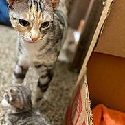 Trinity is registered to the contest to win money with this photo: cat, kitten, carpet, indoor, cardboard_box, orange_cloth, animal, pet, curious, feline, striped, young, domestic, close_up, two_animals, playful, soft_focus, background_blur, floor, companion