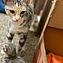 animal, background_blur, cardboard_box, carpet, cat, close_up, companion, curious, domestic, feline, floor, indoor, kitten, orange_cloth, pet, playful, soft_focus, striped, two_animals, young