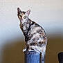 animal, blue, calico_cat, cat, curious, domestic_cat, ears, feline, fur, gray, indoor, looking, pet, scratching_post, sitting, striped, tail, texture, wall, whiskers