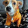 animal, blanket, brown_and_white, canine, collar, companion, cozy, cute, dog, domestic_animal, ears, furniture, indoor, looking_at_camera, orange_jacket, pet, sitting, small_dog, snout, tag