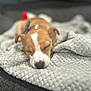 Sherlock is registered to the contest to win money with this photo: puppy, dog, sleeping, blanket, cozy, close_up, soft_texture, brown_and_white, nap, indoor, pet, fur, adorable, resting, cute, animal, young_dog, relaxation, snout, ears