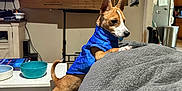 Sherlock is registered to the contest to win money with this photo: dog, blue_vest, couch, living_room, clock, calendar, table, bowl, television, wooden_floor, household_items, pet, small_dog, furniture, indoor, curious, brown_and_white, ears_up, stretching, cozy