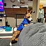 dog, blue_vest, couch, living_room, clock, calendar, table, bowl, television, wooden_floor, household_items, pet, small_dog, furniture, indoor, curious, brown_and_white, ears_up, stretching, cozy