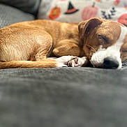 Sherlock joined the competition — help win amazing prizes! animal, brown, closeup, comfort, couch, cozy, cute, dog, fur, home, indoor, napping, pet, pillow, quiet, relaxed, resting, sleeping, small_dog, white