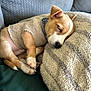 puppy, sleeping, dog, cozy, pillow, knitted_sweater, collar, polka_dots, couch, pet, cute, resting, fur, small_dog, indoor, relaxation, soft_texture, nap, animal, adorable