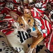 Sherlock is registered to the contest to win money with this photo: animal, blanket, collar, companion, cozy, cute, dog, ears, fur, indoor, patterned_blanket, paw, pet, portrait, red, relaxed, resting, sleepy, warm, white